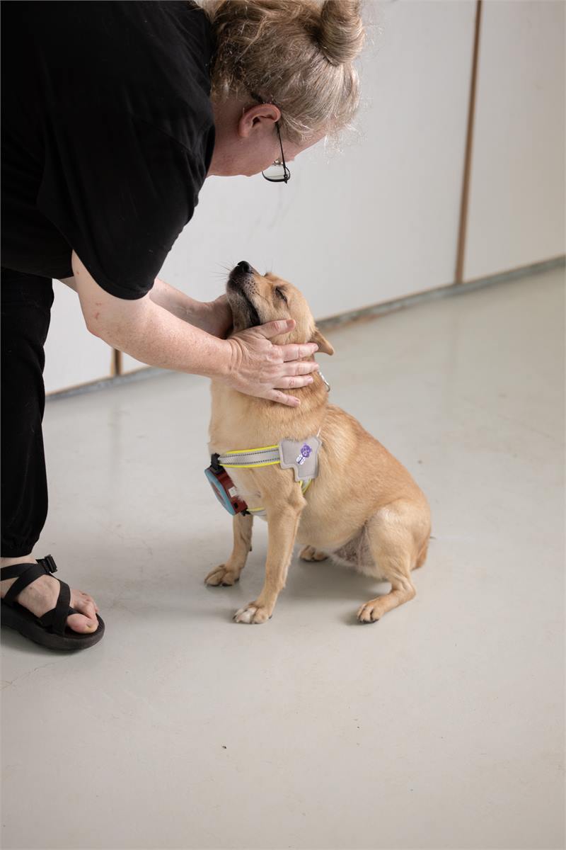 A caregiver gently greeting a dog wearing a PawGuardian device