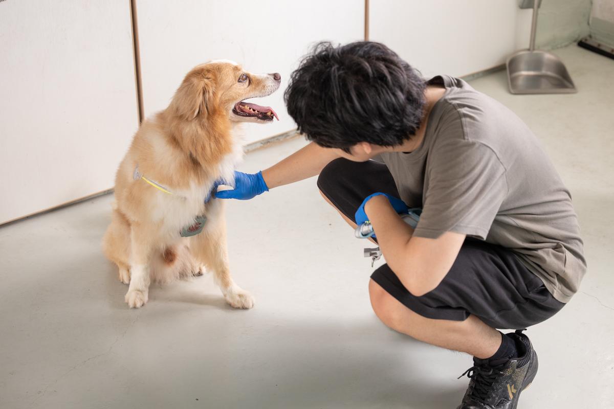 A team member calmly working with a seated dog
