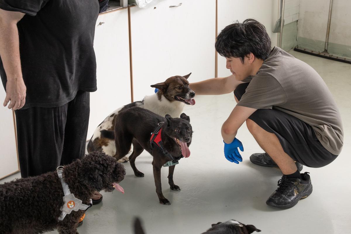 A team member interacting with several dogs wearing PawGuardian